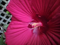 hibiscus feature